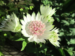 Astrantia