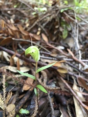 Pterostylis brumalis