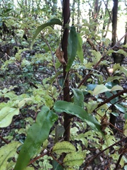 Parsonsia heterophylla