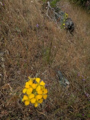 Erysimum capitatum capitatum