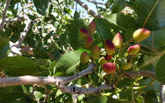 Pistacia vera