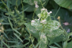 Saponaria officinalis