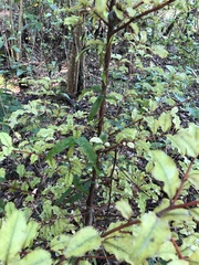 Parsonsia heterophylla