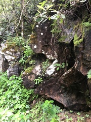 Crepidomanes intricatum