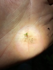 Crepidomanes intricatum