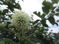 Cephalanthus tetrandra