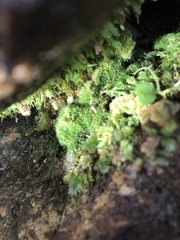 Crepidomanes intricatum