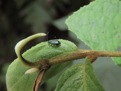 Pseudotheopea sauteri