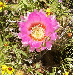 Echinocereus reichenbachii baileyi
