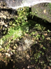 Crepidomanes intricatum