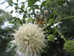 Cephalanthus tetrandra