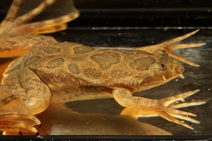 Xenopus muelleri