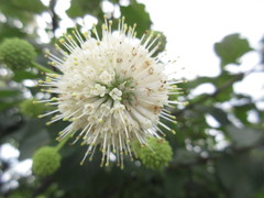 Cephalanthus tetrandra