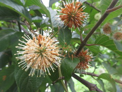 Cephalanthus tetrandra
