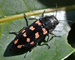 Prospheres aurantiopicta