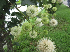 Cephalanthus tetrandra
