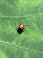 Sphenorhina rhodopepla