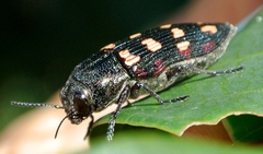 Prospheres aurantiopicta