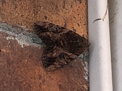 Catocala muliercula