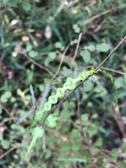 Parsonsia heterophylla