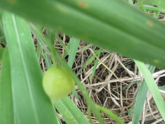 Actinostemma tenerum