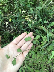 Streblus heterophyllus