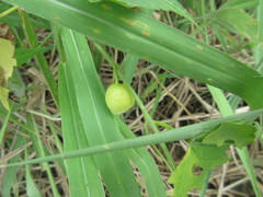 Actinostemma tenerum