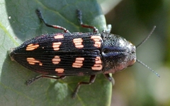 Prospheres aurantiopicta