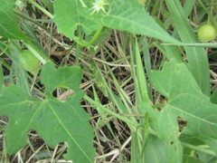 Actinostemma tenerum