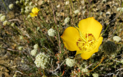 Calochortus concolor