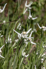 Leontopodium leontopodioides