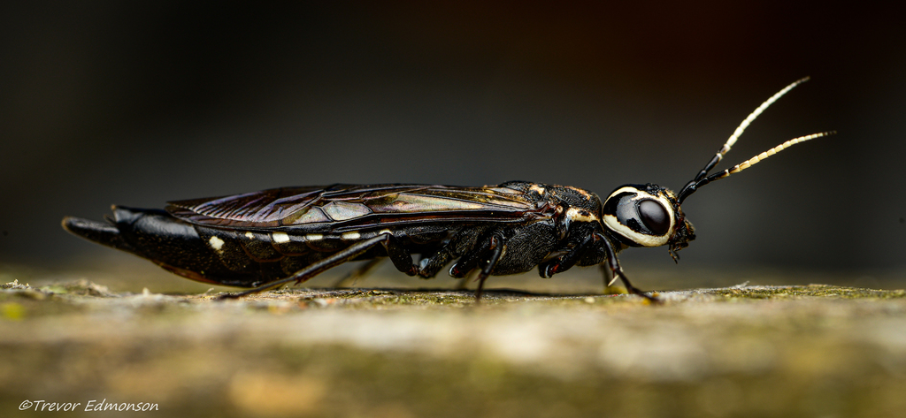 Xiphydria polia
