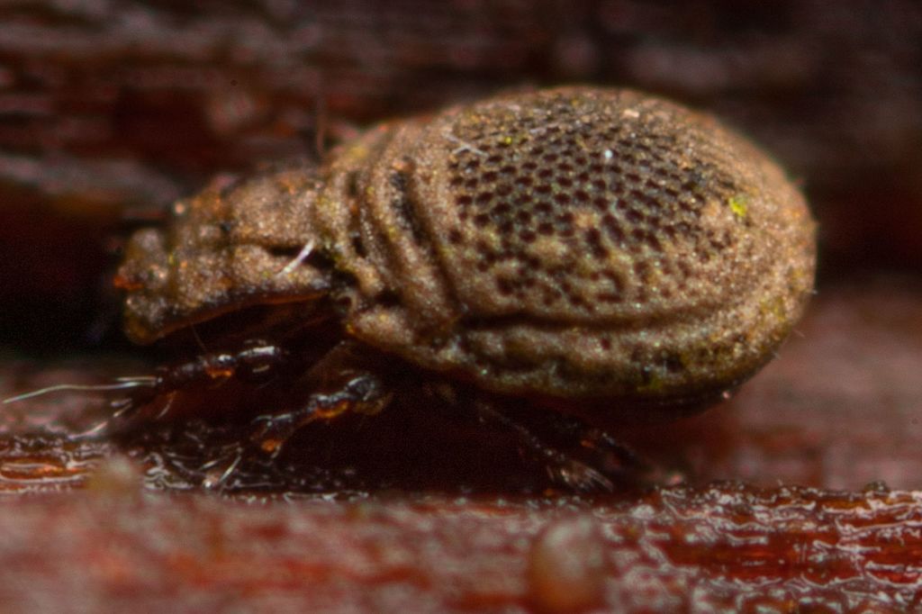 Eupterotegaeus