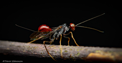 Aulacidae