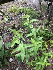 Penstemon laevigatus