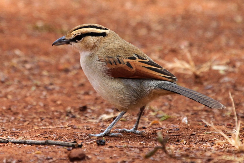 Brown-crowned Tchagra photo