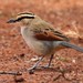 Brown-crowned Tchagra - Photo (c) Martin Grimm, some rights reserved (CC BY-NC)