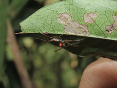 Epidaus