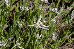 Leontopodium leontopodioides