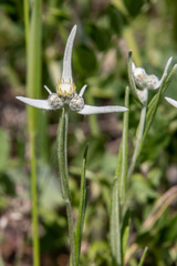 Leontopodium leontopodioides