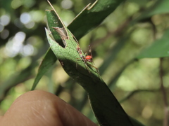 Epidaus