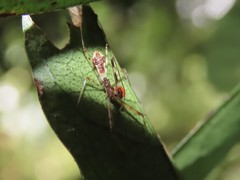 Epidaus