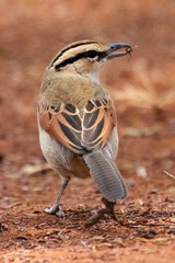 Tchagra australis