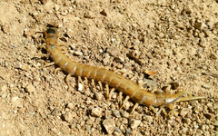 Scolopendra aztecorum