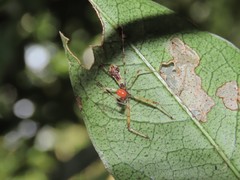 Epidaus