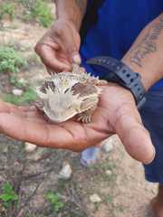 Phrynosoma asio