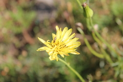 Pyrrhopappus carolinianus