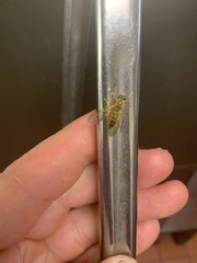 Ptecticus trivittatus