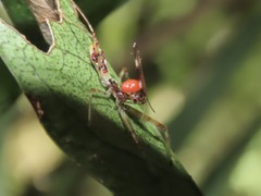 Epidaus