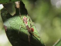 Epidaus